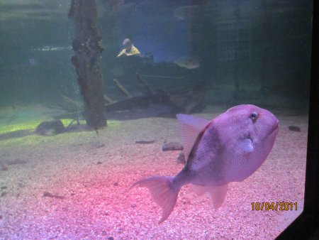 190-IMG_0027.JPG.medium.jpeg