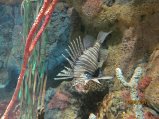 195-IMG_0038.JPG.small.jpeg