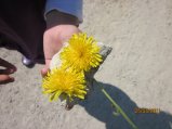 264-IMG_0123.JPG.small.jpeg